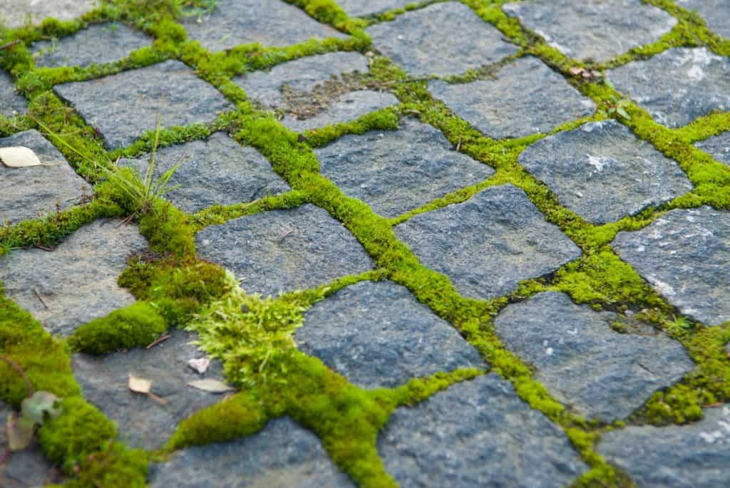 5-best-methods-to-get-rid-of-moss-on-concrete-stay-home-take-care